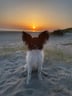 ziva-papillon