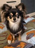 lokidechihuahua
