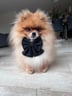 olliethepomeranian