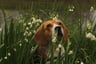 boefbeagle