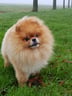 lifeofmypombuddy