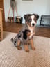 miniaussiemylo