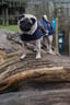 puglife-lulu