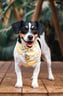 lolathejackrussel