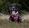 princess-sally-therescue