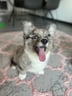 umithefluffycorgi