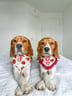 fudgedaisybeagles
