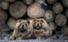 the2crazychowchows