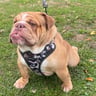 bulldoglikereggie
