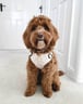mabelthef2cockapoo
