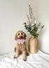 ourlittle-daisy