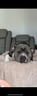 hippo-american-bully