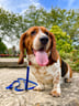 elmer-the-basset