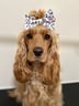 willow-thegoldenshowcocker