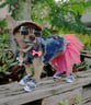 miley-jo-the-chorkie