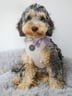 little-peggy-cockapoo-1