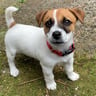 tag-thejackrussell