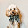 wherebuddylives
