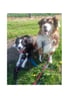 2politepups