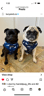 milocarlthepug