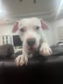 peachythepittie