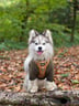 @shadoww_the_pomsky