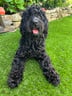 @mabeltheblackcockapoo