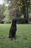 arlotheassistancedog
