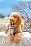 sir-elton-goldendoodle