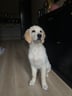stormthegoldenfloof