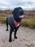 louis-theblacklab