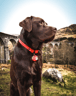 @labradex_nl