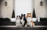 let-it-be-dogs