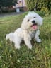 pegasusthemaltese