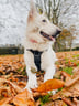 the-champagne-shepherd