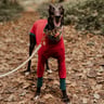 mabelthegreyhound