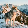 Alaskan Malamute