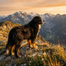 Bernese Mountain Dog