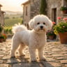 Bichon Frise