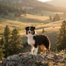 Miniature American Shepherd