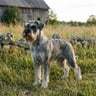 schnauzer