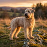 Soft Coated Wheaten Terrier