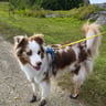 miniaussie_kito