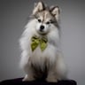 shadoww_the_pomsky