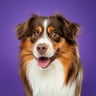 mini.aussie.pixel
