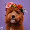 labradoodle.doortje