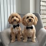 @bowie_the_cavachon