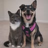 the_pet_detectives