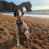 isla_the_sprockermatian