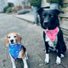 itsabeaglemix-1